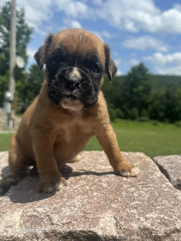 Euro Male – Boxer puppy for sale in Windsor, NY