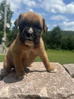 Euro Male, a male Boxer for sale in Windsor, NY – 1 of 10