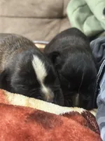 Zig2, a male Boxer for sale in Windsor, NY – 4 of 7