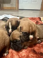 AKC, a male Boxer for sale in Windsor, NY – 2 of 3