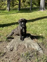 AKC, a male Boxer for sale in Windsor, NY – 3 of 3