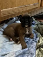 Male, a male Boxer for sale in Windsor, NY – 4 of 5