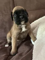 Male, a male Boxer for sale in Windsor, NY – 5 of 5