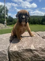 Euro Male, a male Boxer for sale in Windsor, NY – 3 of 10