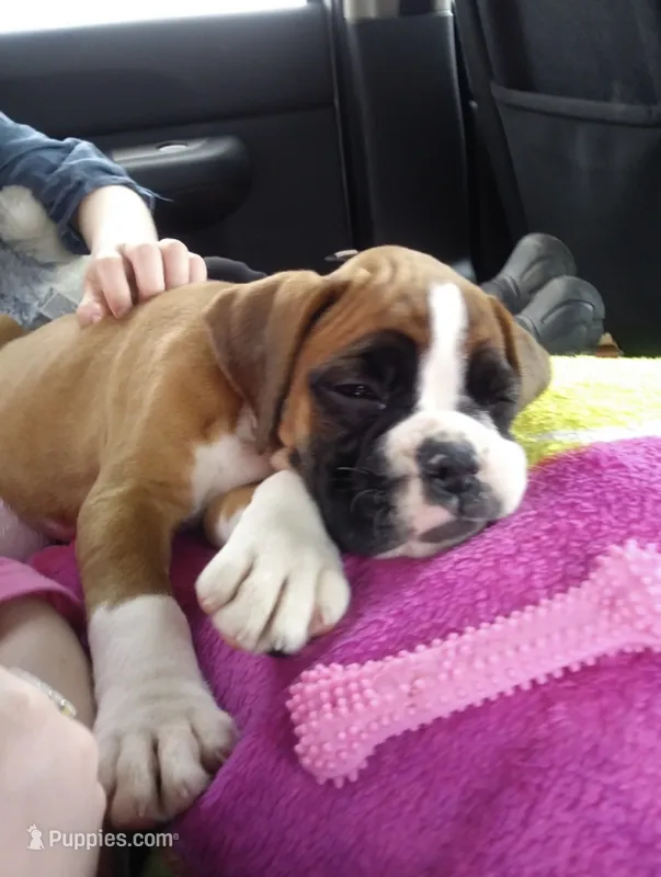 AKC – Boxer puppy for sale in Windsor, NY