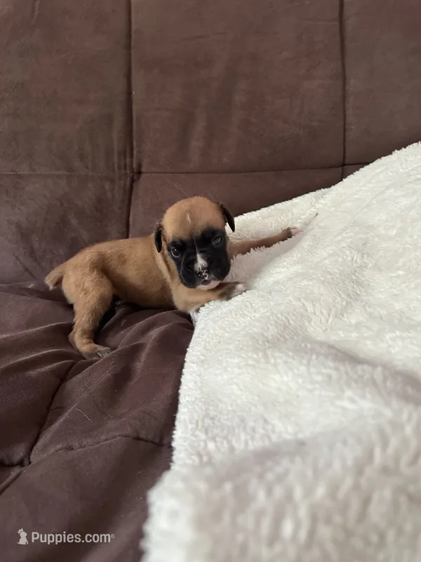AKC – Boxer puppy for sale in Windsor, NY