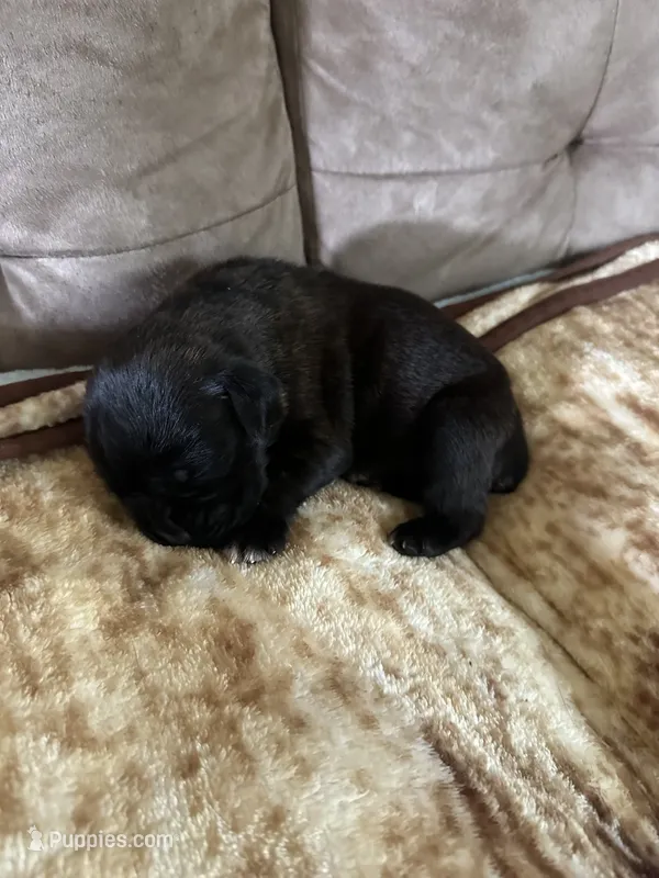 Zig3 – Boxer puppy for sale in Windsor, NY