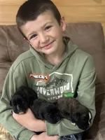 Zig3, a male Boxer for sale in Windsor, NY – 3 of 6