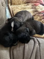 Zig1, a male Boxer for sale in Windsor, NY – 4 of 5