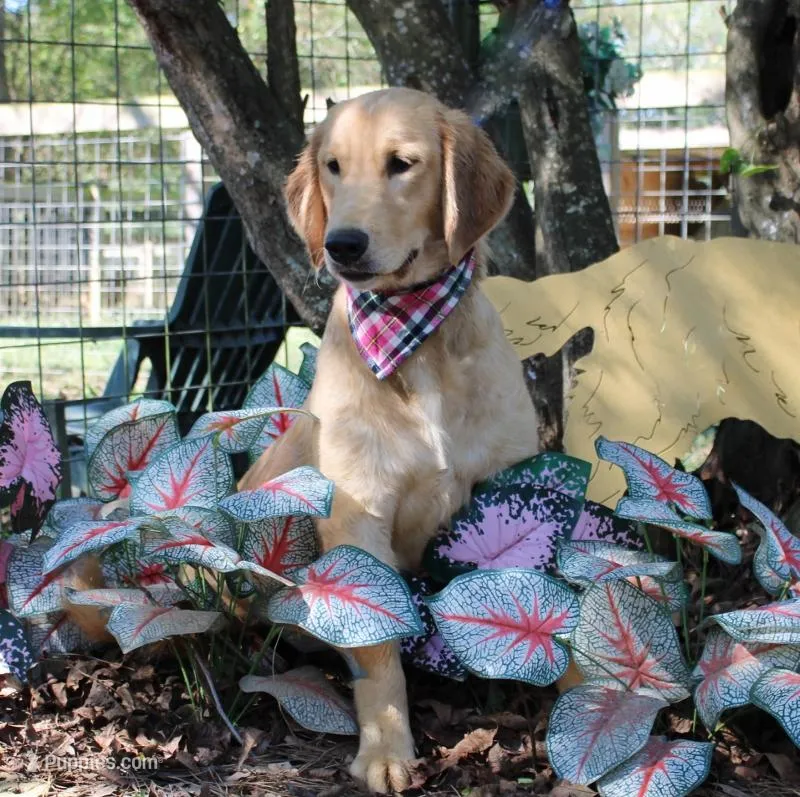 Carol  – Golden Retriever puppy for sale in Covington, LA