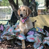 Carol , a female Golden Retriever for sale in Covington, LA – Photo 1 of 3