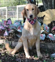 Carol , a female Golden Retriever for sale in Covington, LA – Photo 3 of 3