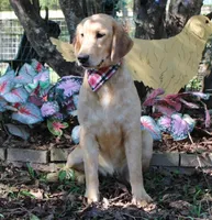 Carol , a female Golden Retriever for sale in Covington, LA – Photo 2 of 3