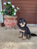 Gumbeaux , a male Goldendoodle for sale in Covington, LA – Photo 2 of 4