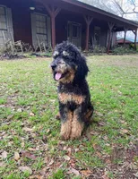 Gumbeaux , a male Goldendoodle for sale in Covington, LA – Photo 3 of 4