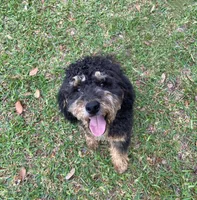 Gumbeaux , a male Goldendoodle for sale in Covington, LA – Photo 4 of 4