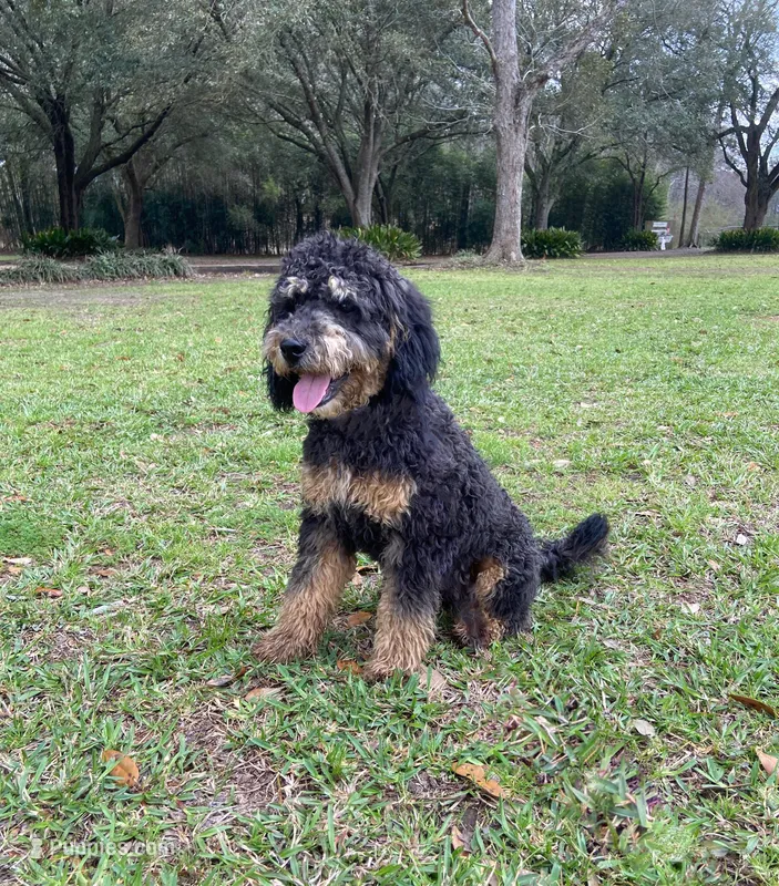 Gumbeaux  – Goldendoodle puppy for sale in Covington, LA