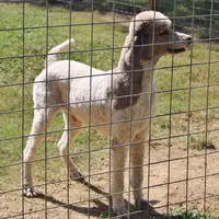 Henri, a male Poodle - Multi-Colored Standard for sale in Covington, LA – Photo 2 of 2