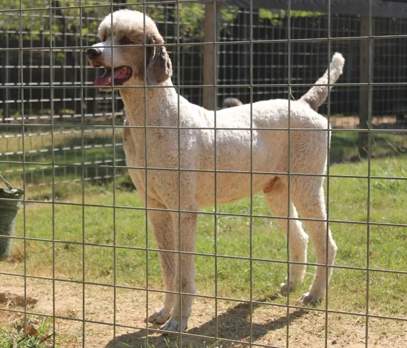 Henri – Poodle - Multi-Colored Standard puppy for sale in Covington, LA