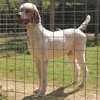 Henri, a male Poodle - Multi-Colored Standard for sale in Covington, LA – Photo 1 of 2