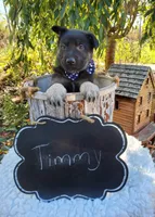 Timmy, a male German Shepherd Dog for sale in Interlaken, NY – 3 of 4