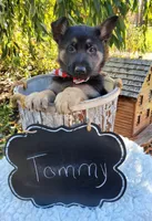 Tommy, a male German Shepherd Dog for sale in Interlaken, NY – 5 of 5