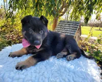 Tessa, a female German Shepherd Dog for sale in Interlaken, NY – 5 of 5