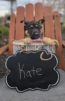 Kate, a female German Shepherd Dog for sale in Interlaken, NY – Photo 2 of 6