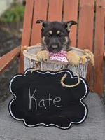 Kate, a female German Shepherd Dog for sale in Interlaken, NY – Photo 6 of 6