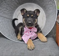 Kate, a female German Shepherd Dog for sale in Interlaken, NY – Photo 1 of 6