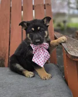 Kate, a female German Shepherd Dog for sale in Interlaken, NY – Photo 5 of 6