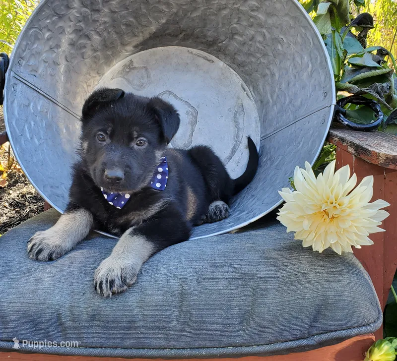 Timmy, a male German Shepherd Dog for sale in Interlaken, NY – 1 of 4