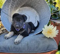 Timmy, a male German Shepherd Dog for sale in Interlaken, NY – 1 of 4