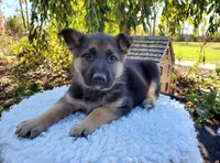 Tina, a female German Shepherd Dog for sale in Interlaken, NY – 4 of 5