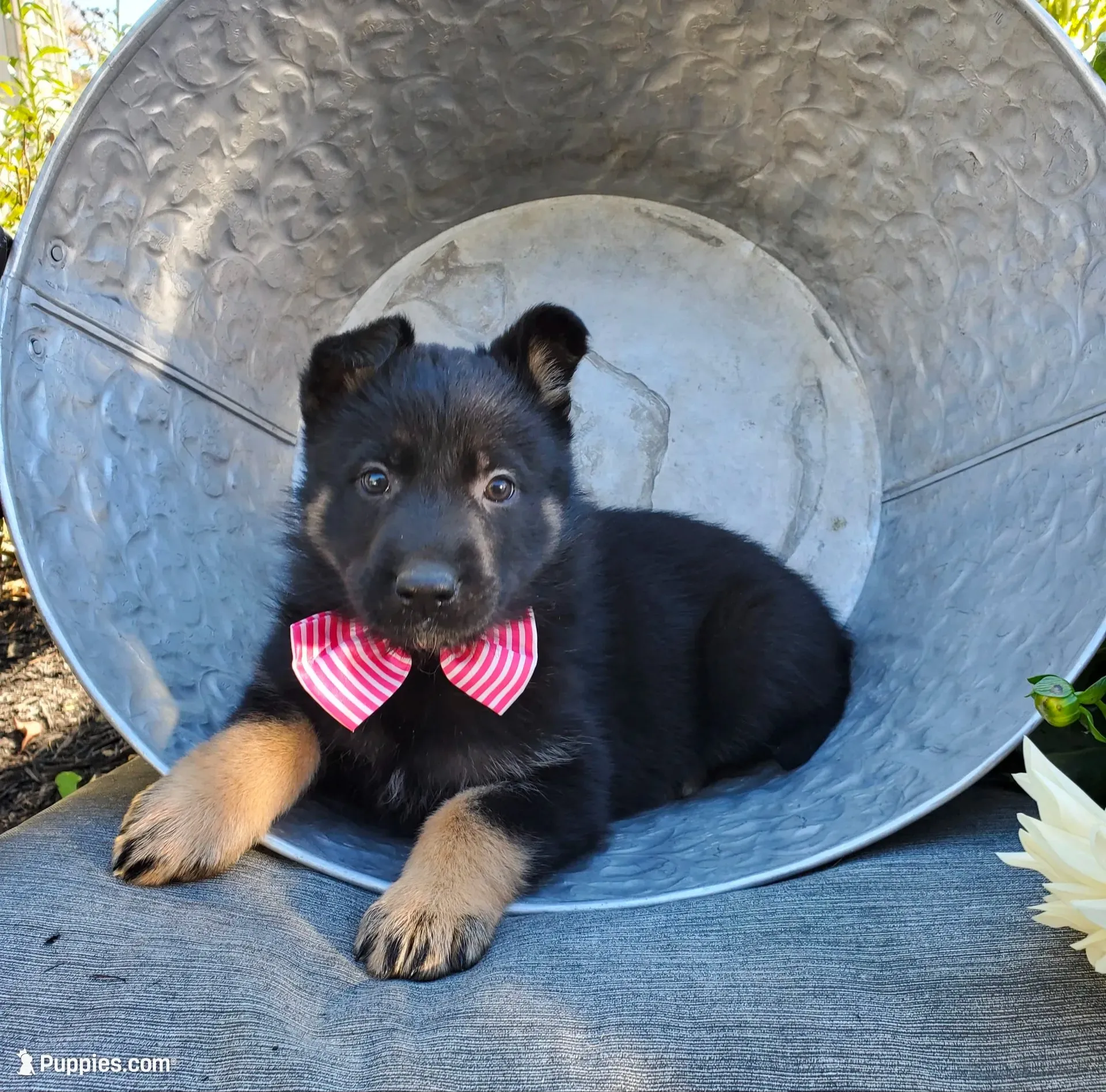Tessa, a female German Shepherd Dog for sale in Interlaken, NY – 1 of 5