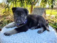 Timmy, a male German Shepherd Dog for sale in Interlaken, NY – 2 of 4