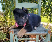 Tessa, a female German Shepherd Dog for sale in Interlaken, NY – 4 of 5