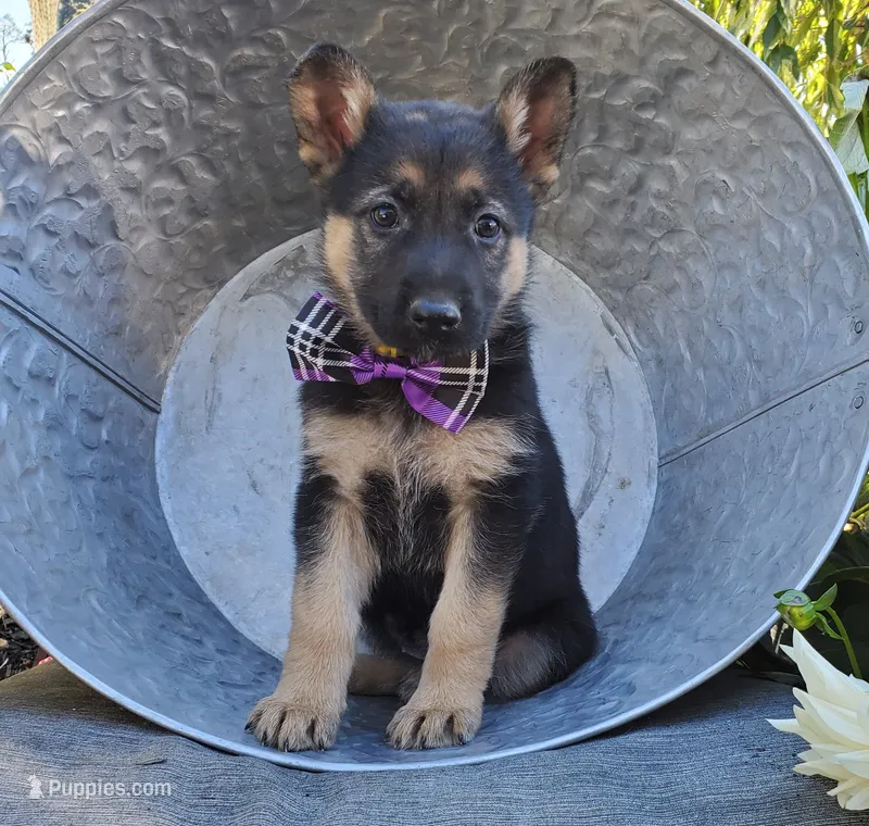 Tammy, a female German Shepherd Dog for sale in Interlaken, NY – 1 of 5