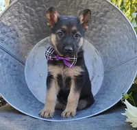 Tammy, a female German Shepherd Dog for sale in Interlaken, NY – 1 of 5