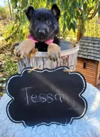 Tessa, a female German Shepherd Dog for sale in Interlaken, NY – 2 of 5