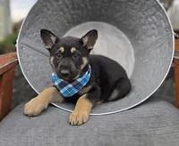 Kliff, a male German Shepherd Dog for sale in Interlaken, NY – Photo 3 of 4
