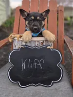 Kliff, a male German Shepherd Dog for sale in Interlaken, NY – Photo 4 of 4