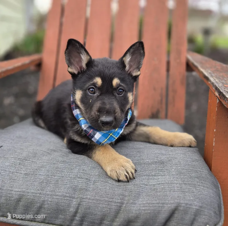 Kliff – German Shepherd Dog puppy for sale in Interlaken, NY