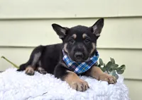 Kliff, a male German Shepherd Dog for sale in Interlaken, NY – Photo 2 of 4