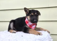Kent, a male German Shepherd Dog for sale in Interlaken, NY – Photo 2 of 6