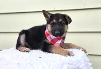 Kent, a male German Shepherd Dog for sale in Interlaken, NY – Photo 4 of 6