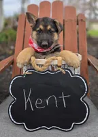 Kent, a male German Shepherd Dog for sale in Interlaken, NY – Photo 3 of 6