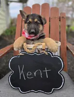 Kent, a male German Shepherd Dog for sale in Interlaken, NY – Photo 6 of 6