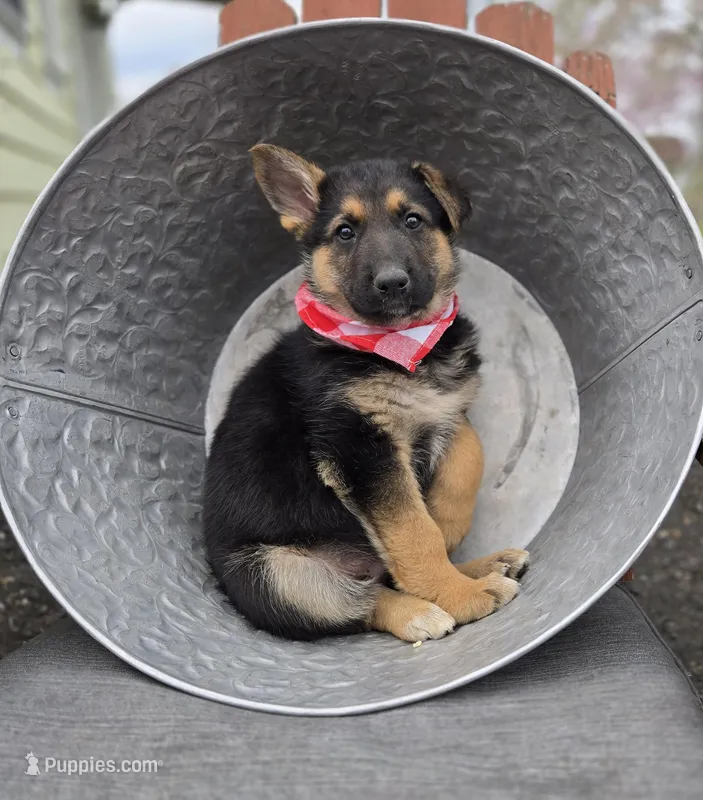 Kent – German Shepherd Dog puppy for sale in Interlaken, NY