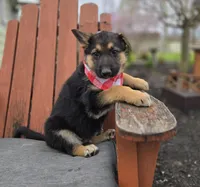 Kent, a male German Shepherd Dog for sale in Interlaken, NY – Photo 5 of 6